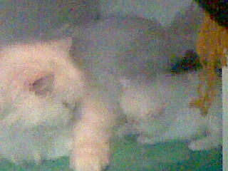 Sunny s maminou.jpg
