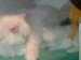 Sunny s maminou.jpg